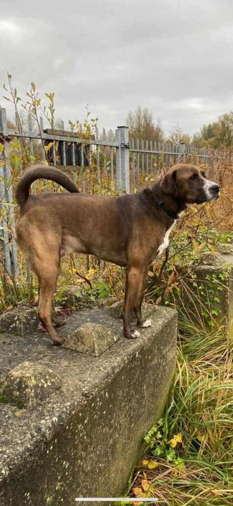 bobby, hond die meewandelt met walks 4 dogs