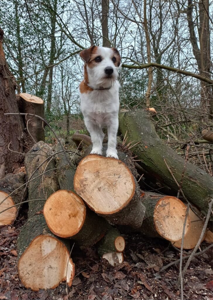 gijs, hond die meewandelt met walks 4 dogs