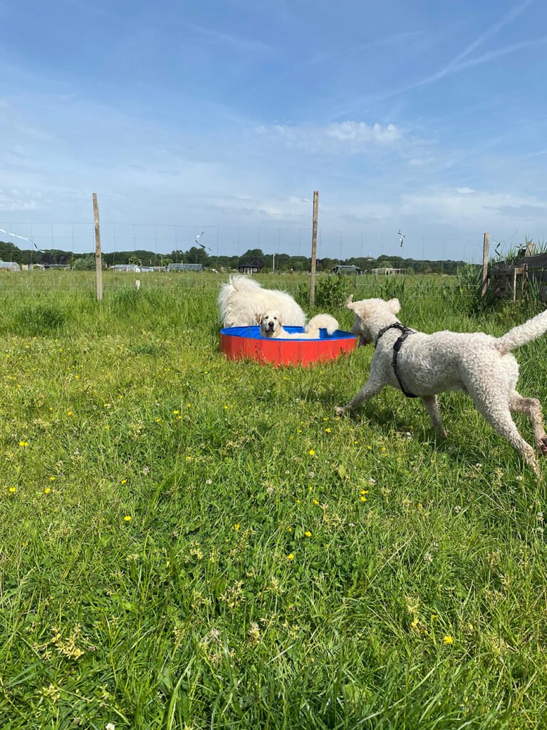 hondenzwembad - hondenuitlaatservice walks 4 dogs