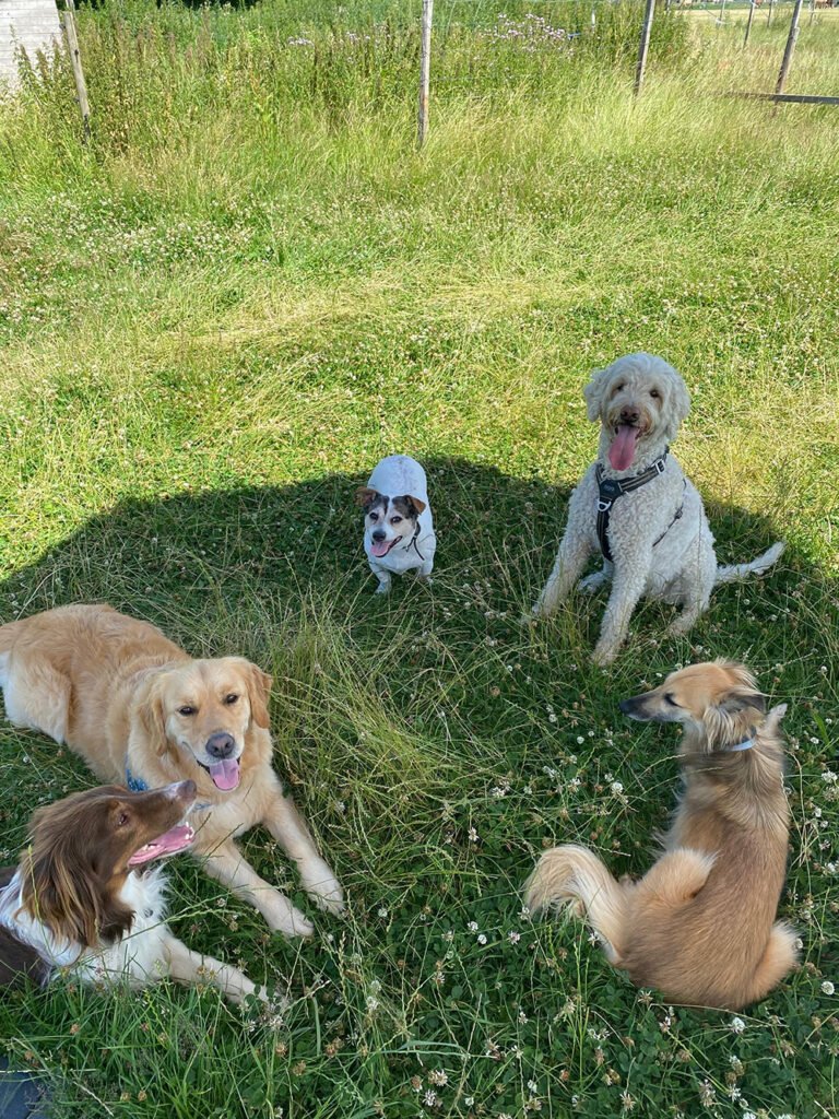 uitrusten in de schaduw - hondenuitlaatservice walks 4 dogs