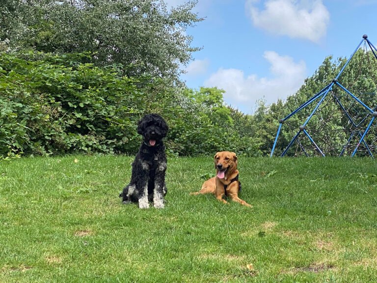 zit en af - hondenuitlaatservice walks 4 dogs